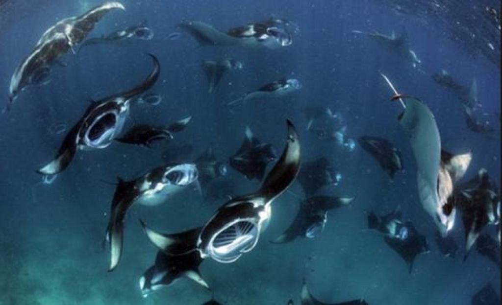 Hanifaru stay Kendhoo Dış mekan fotoğraf